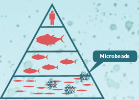 How Microbeads Reach Humans Along the Food Chain / jtbc.joins.com