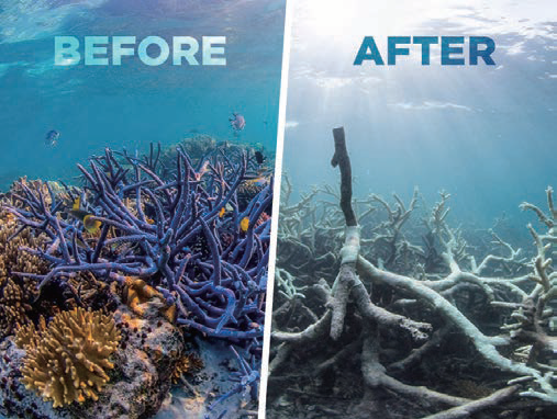 Aftermath of Coral Bleaching/ theday.co.uk