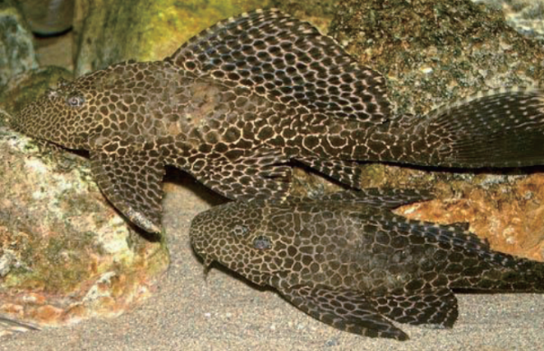 A Picture of Hypostomus Plecostomus/ malawicichlidhomepage.com