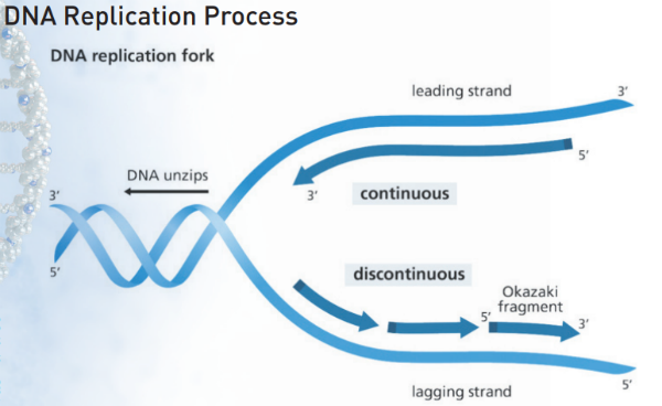 vdsmaza.com/ DNA Replication Process