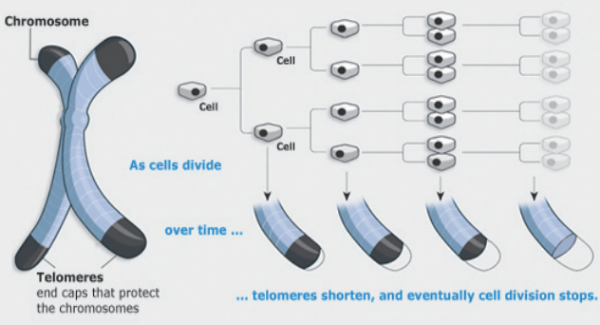 telomeres-aging.com/ Shortening of Telomeres