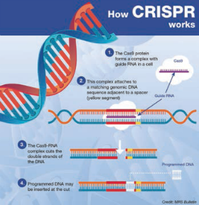 cambridge.org/ The Action of CRISPR