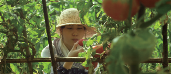 blog.naver.com / Ichiko Harvesting Tomatoes