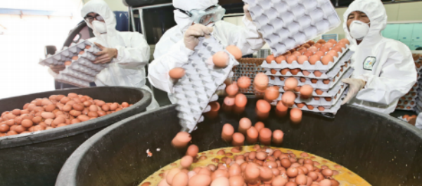 kyongbuk.com/ People Discarding Eggs Contaminated with Insecticides