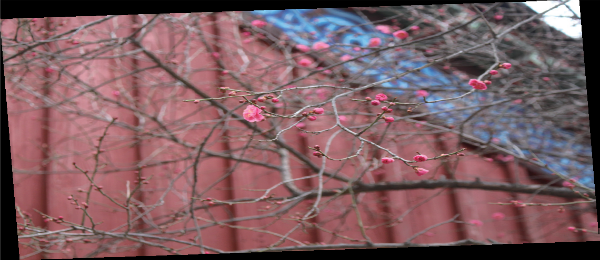 Red Apricot Flowers