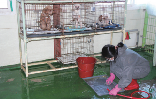 Poor Environment of Animal Shelters in Korea (kihoilbo.co.kr)
