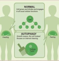 Effect of Autophagy by Intermittent Fasting (discovermagazine.com)