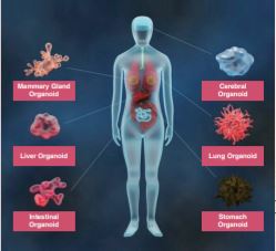 Various Kinds of Organoid in Human’s Body (research-paper.com)