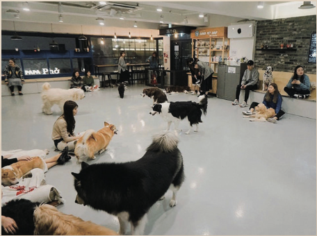 A Dog Cafe in Korea (hellobf.co.kr)