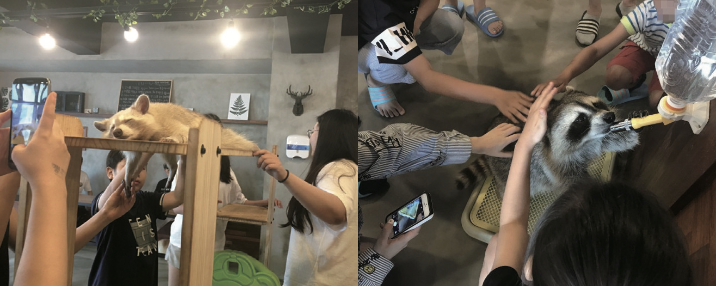 Customers Petting Raccoons (left: hani.co.kr, right: news.joins.com)