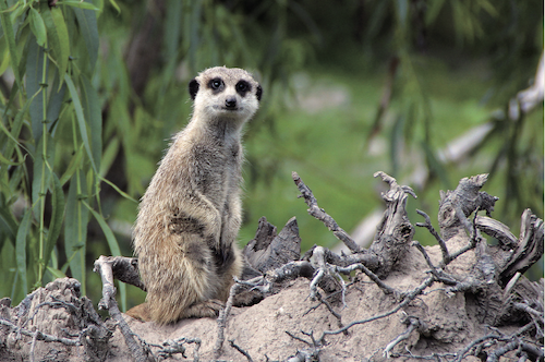 A Meerkat in Its Supposed Habitat (animalconcerns.org)