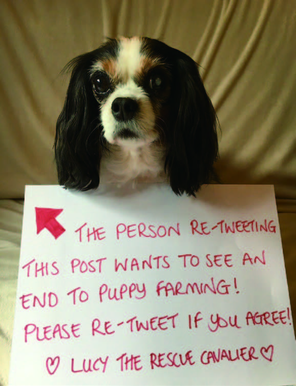 A Campaign to Stop Puppy Farming (pbs.twimg.com)