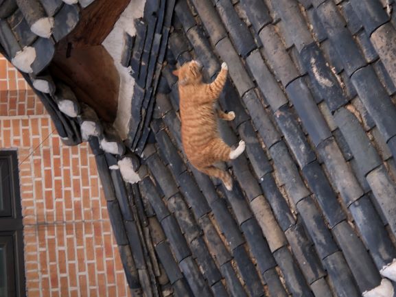 A Cute Cat on a Hanok Roof