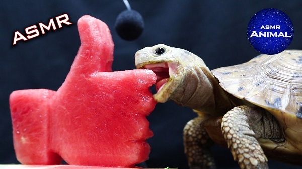 ASMR of Tortoise Eating (Animal ASMR YouTube)