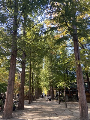 Metasequoia Lane