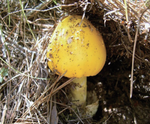 Amanita Hemibapha Subspecies Javanica, a Mushroom (terms.naver.com)