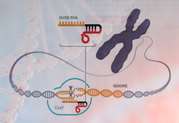 How CRISPR-Cas9 Scissors Work (monews.co.kr)