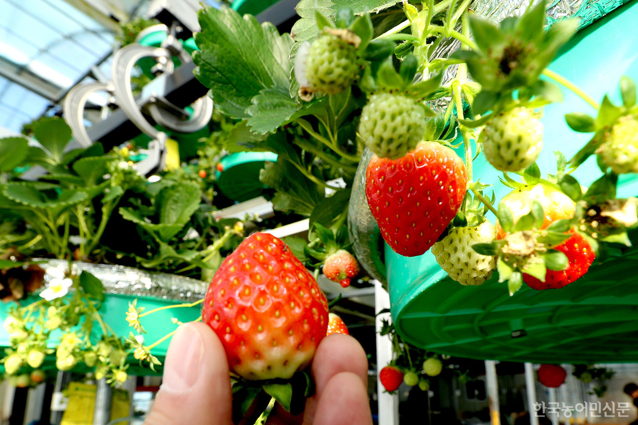 Seolhyang Strawberries, Being Raised in Smart Farms (agrinet.co.kr)