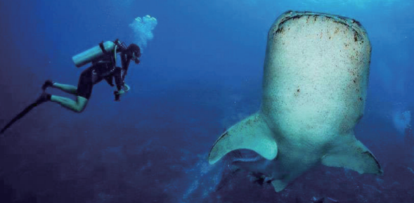 Scuba Diving with Whale Sharks (oslobwhalesharks.com)