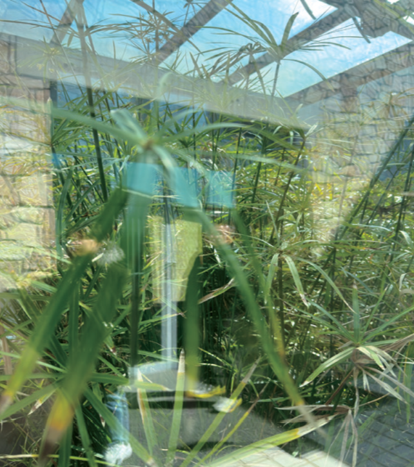 Papyrus Conservatory