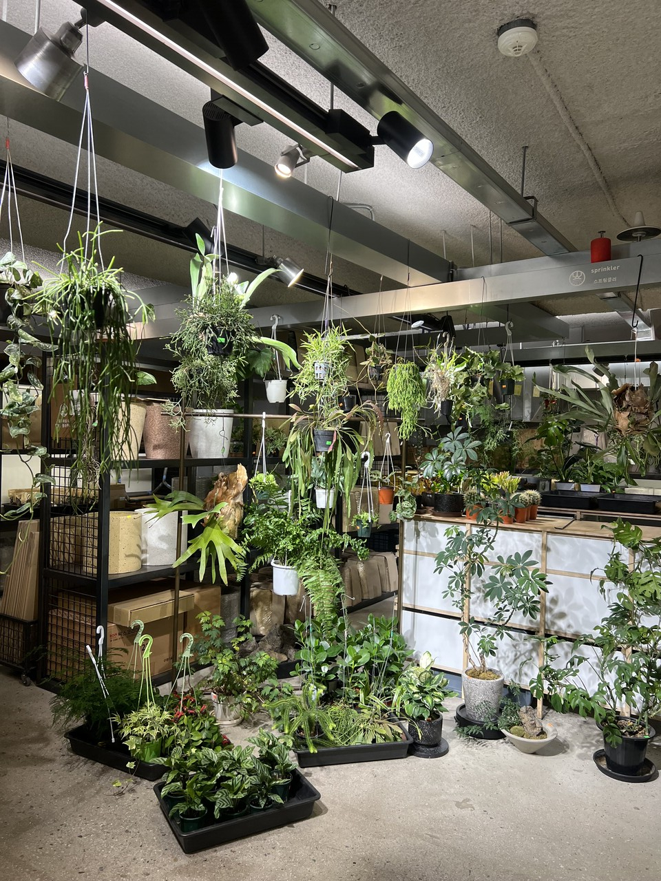 Exibition of Plants at the Teal Table Pop-Up Store