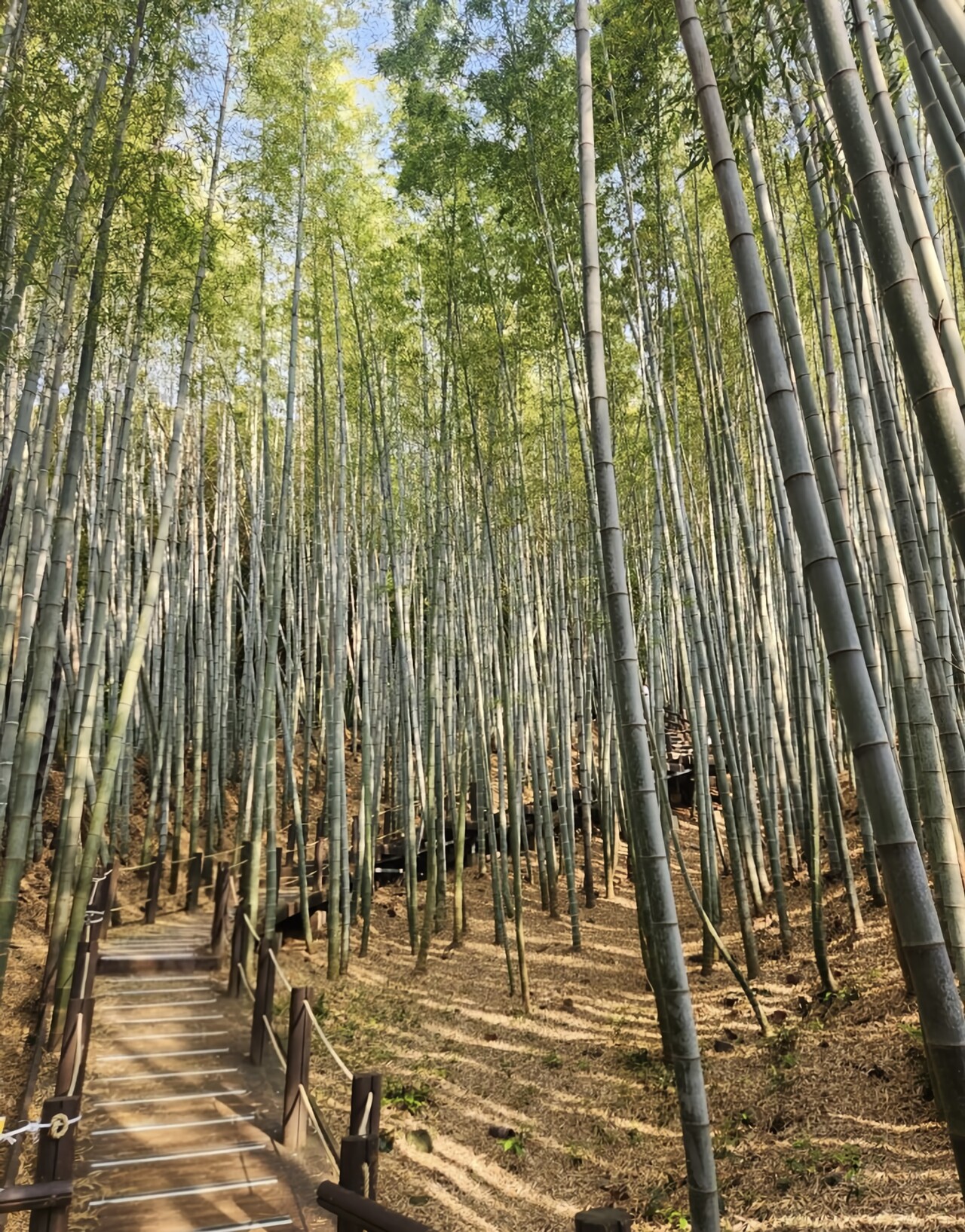 The Sky-Kissing Bamboo Forest