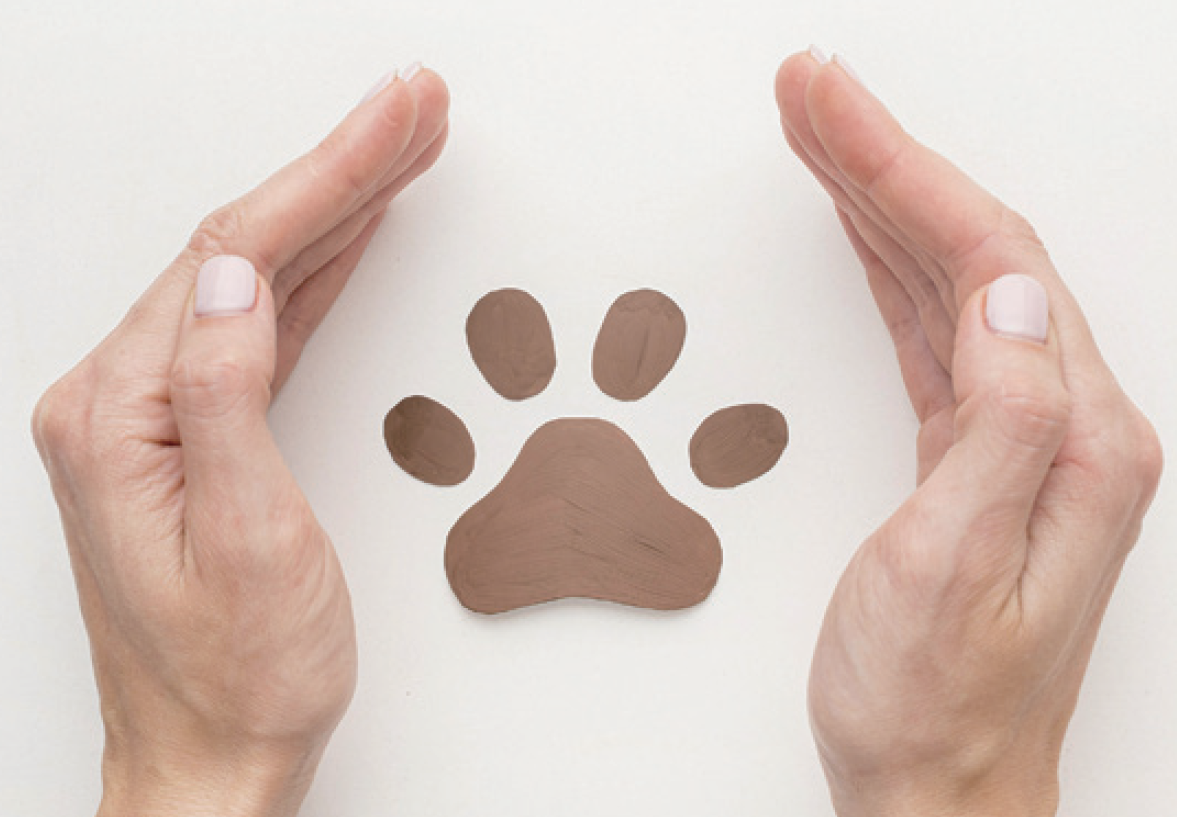 Framing the Petconomy’s Path