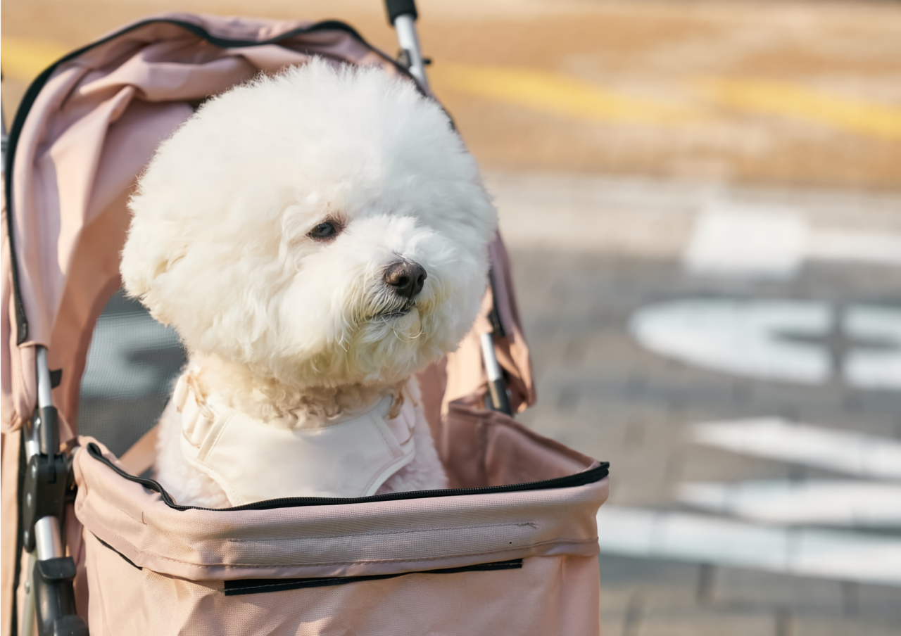 Pets Become Family in Everyday Life (magazine.hankyung.com)